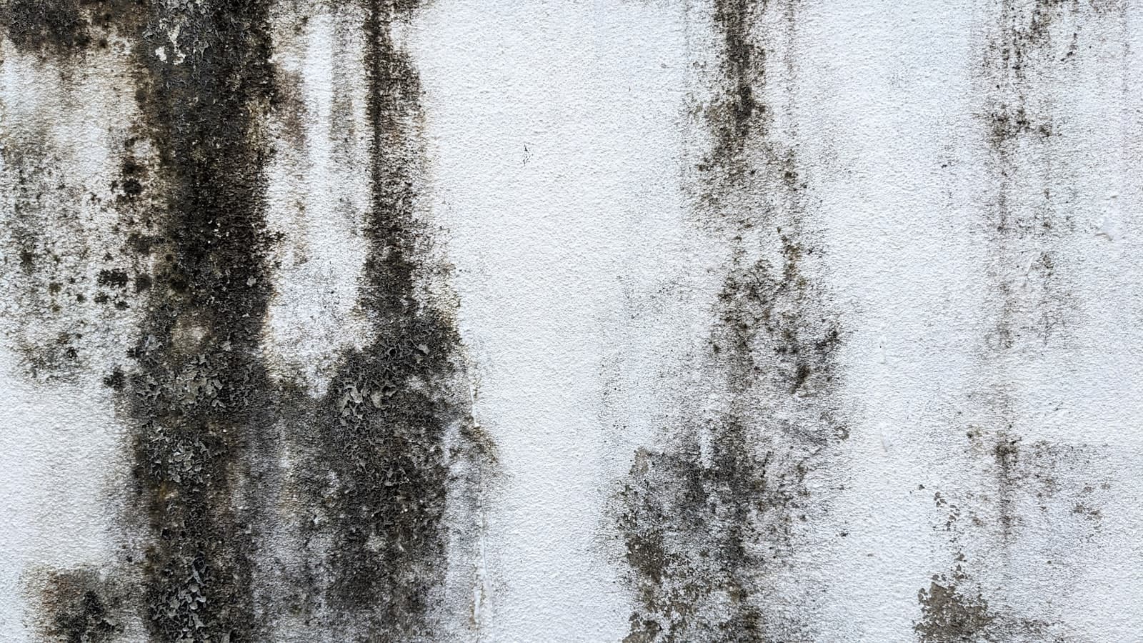 Humedad y moho tras la pintura de una pared
